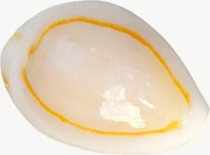 Cowrie seashell, close-up PNG with transparent background, real photo cutout