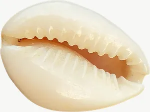 Cowrie seashell, loosely framed PNG with transparent background, real photo cutout