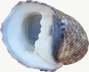 Moon snail opening seashell, round PNG with transparent background, real photo cutout
