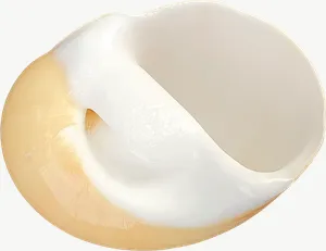 Moon snail opening seashell, wide PNG with transparent background, real photo cutout