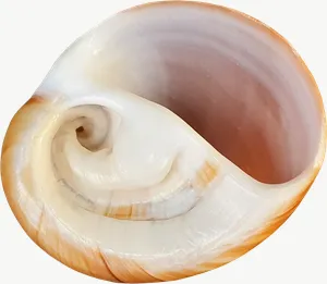 Moon snail seashell PNG with transparent background, real photo cutout