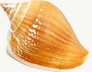 Orange conch seashell PNG with transparent background, real photo cutout