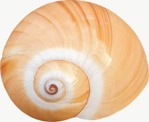 Orange moon snail seashell, close-up PNG with transparent background, real photo cutout