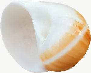 Orange moon snail seashell, pale PNG with transparent background, real photo cutout