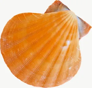 Orange scallop seashell, vivid PNG with transparent background, real photo cutout
