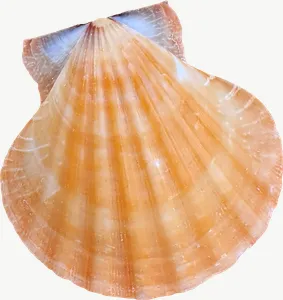 Orange scallop seashell, close-up PNG with transparent background, real photo cutout