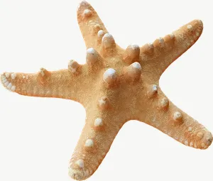 Orange starfish seashell, close-up PNG with transparent background, real photo cutout