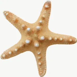 Orange starfish seashell, loosely framed PNG with transparent background, real photo cutout