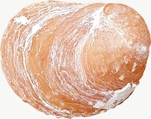 Orange turban seashell PNG with transparent background, real photo cutout