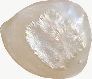 Oyster seashell PNG with transparent background, real photo cutout