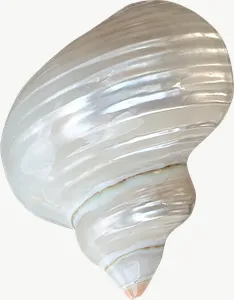 Pale spiral seashell PNG with transparent background, real photo cutout