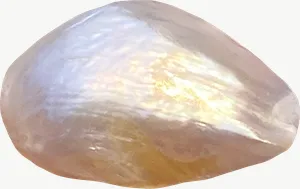 Pearl mussel seashell, close-up PNG with transparent background, real photo cutout