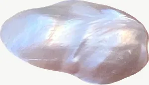 Pearl oyster seashell PNG with transparent background, real photo cutout