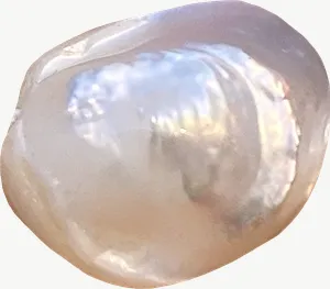 Pearly abalone seashell PNG with transparent background, real photo cutout