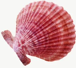 Pink scallop seashell PNG with transparent background, real photo cutout