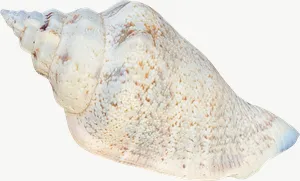 Pointed whelk seashell, close-up PNG with transparent background, real photo cutout