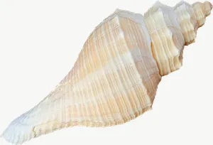 Pointed whelk seashell, pale PNG with transparent background, real photo cutout