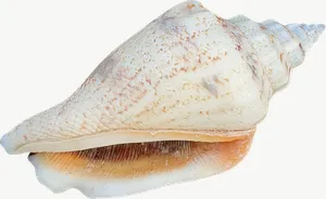 Pointed whelk seashell, close-up, pale PNG with transparent background, real photo cutout