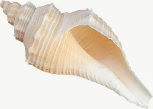 Pointed whelk seashell, loosely framed PNG with transparent background, real photo cutout