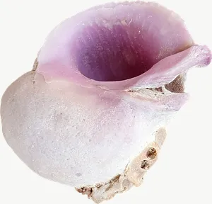 Purple opening seashell PNG with transparent background, real photo cutout