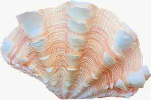Ribbed scallop seashell PNG with transparent background, real photo cutout