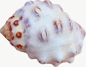 Spotted cowrie seashell PNG with transparent background, real photo cutout