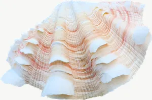 Spotted scallop seashell PNG with transparent background, real photo cutout