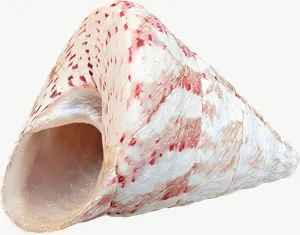 Spotted top seashell, wide PNG with transparent background, real photo cutout