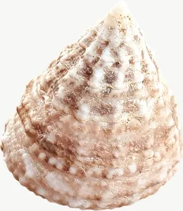 Spotted top seashell, round PNG with transparent background, real photo cutout