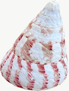 Spotted top seashell, tall PNG with transparent background, real photo cutout