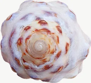 Spotted turban seashell PNG with transparent background, real photo cutout