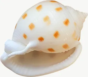 Spotted volute seashell, pale PNG with transparent background, real photo cutout