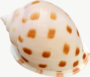 Spotted volute seashell, close-up PNG with transparent background, real photo cutout