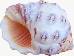 Spotted whelk seashell, pale PNG with transparent background, real photo cutout