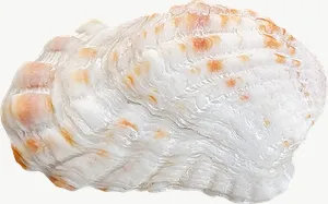Spotted whelk seashell, close-up PNG with transparent background, real photo cutout