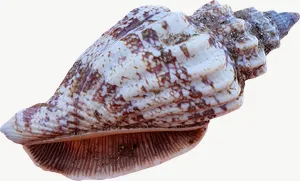Spotted whelk seashell, loosely framed PNG with transparent background, real photo cutout