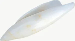 Tusk seashell, close-up PNG with transparent background, real photo cutout