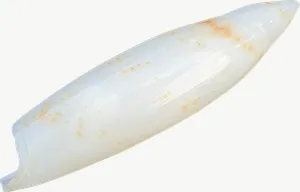 Tusk seashell, loosely framed PNG with transparent background, real photo cutout