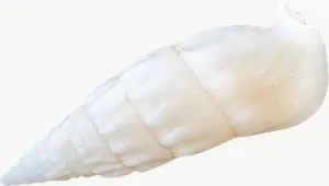 White auger seashell, close-up PNG with transparent background, real photo cutout