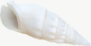 White auger seashell, loosely framed PNG with transparent background, real photo cutout