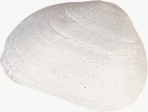 White clam seashell, wide PNG with transparent background, real photo cutout