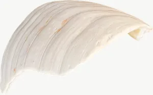 White clam seashell, wide, left-facing PNG with transparent background, real photo cutout