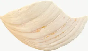 White clam seashell, close-up PNG with transparent background, real photo cutout