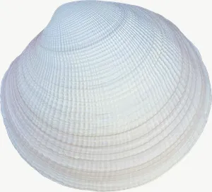 White clam seashell, round PNG with transparent background, real photo cutout