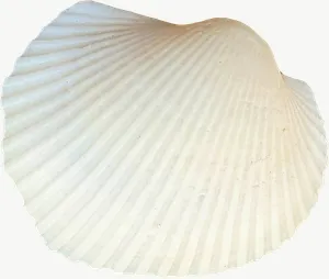 White cockle seashell, round PNG with transparent background, real photo cutout