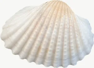 White cockle seashell, wide PNG with transparent background, real photo cutout