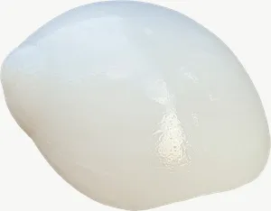 White cowrie seashell PNG with transparent background, real photo cutout