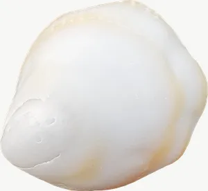 White moon snail seashell, loosely framed PNG with transparent background, real photo cutout