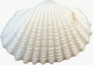 White scallop seashell, close-up PNG with transparent background, real photo cutout