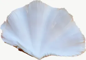 White scallop seashell, loosely framed PNG with transparent background, real photo cutout